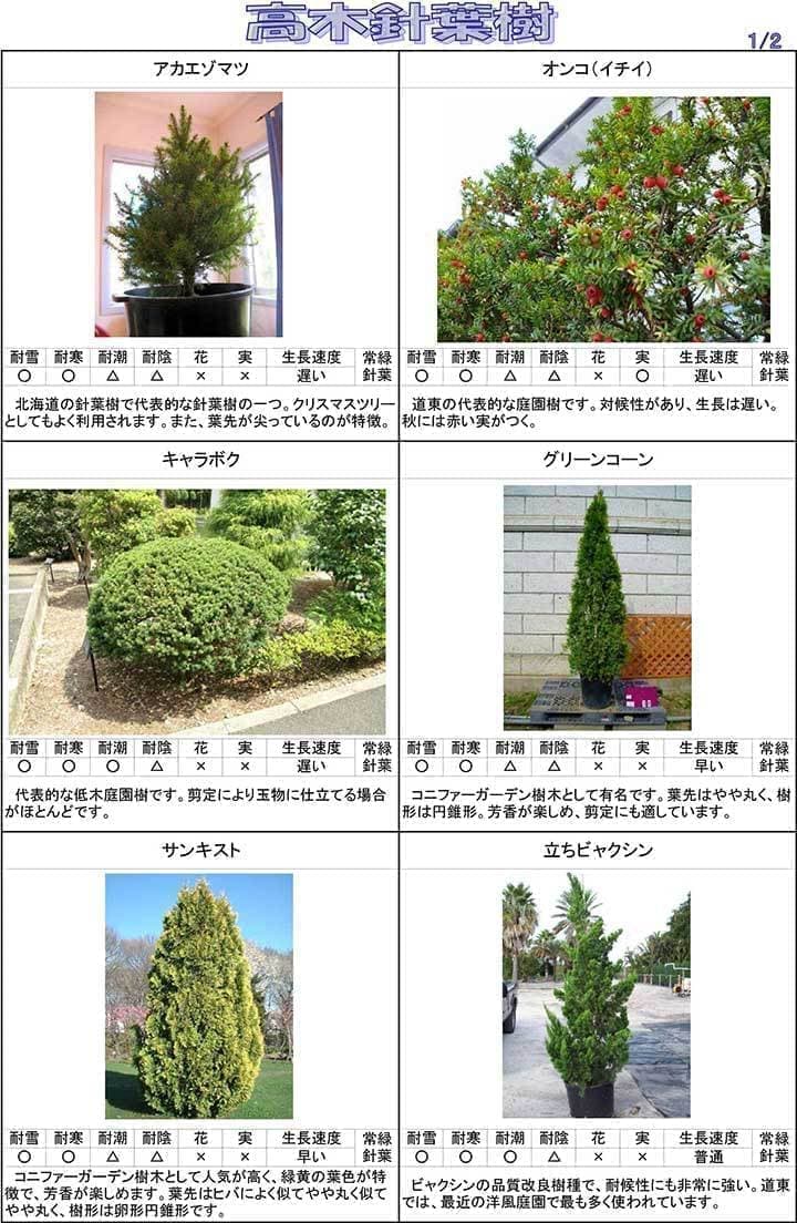 高木針葉樹１