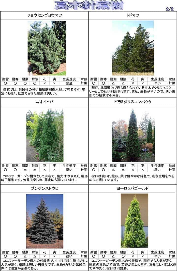 高木針葉樹２