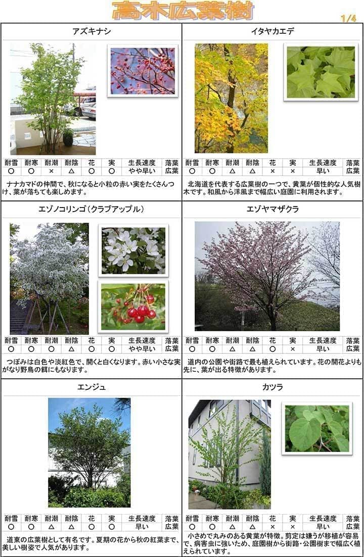 高木広葉樹１