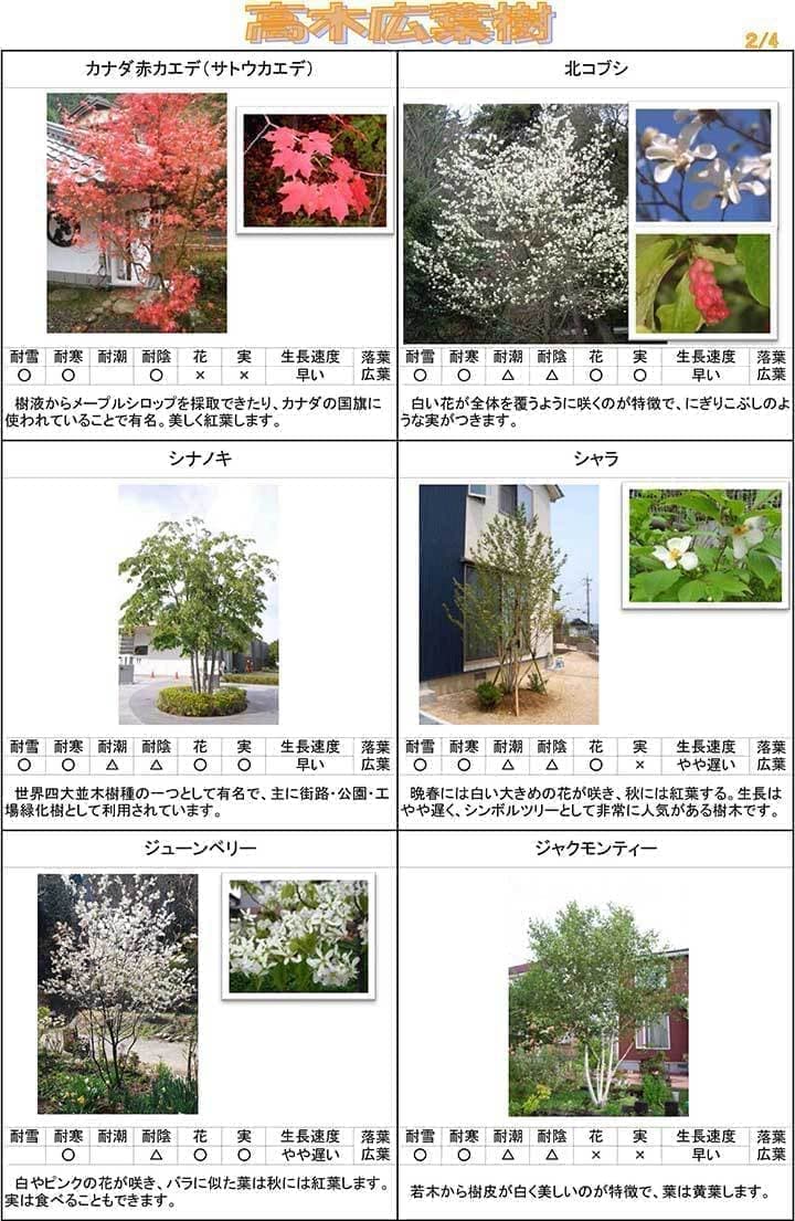 高木広葉樹２