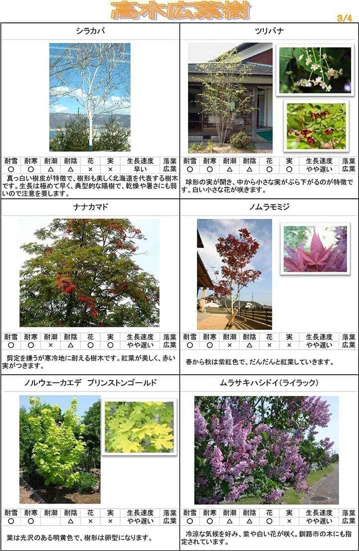 高木広葉樹３