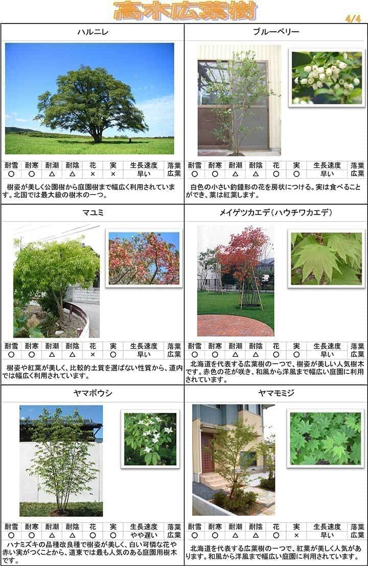 高木広葉樹４