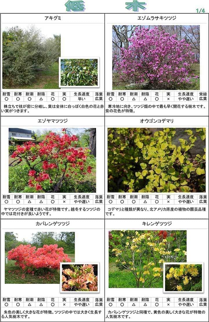 低木１