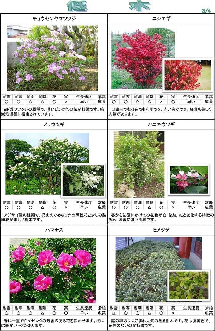 低木３