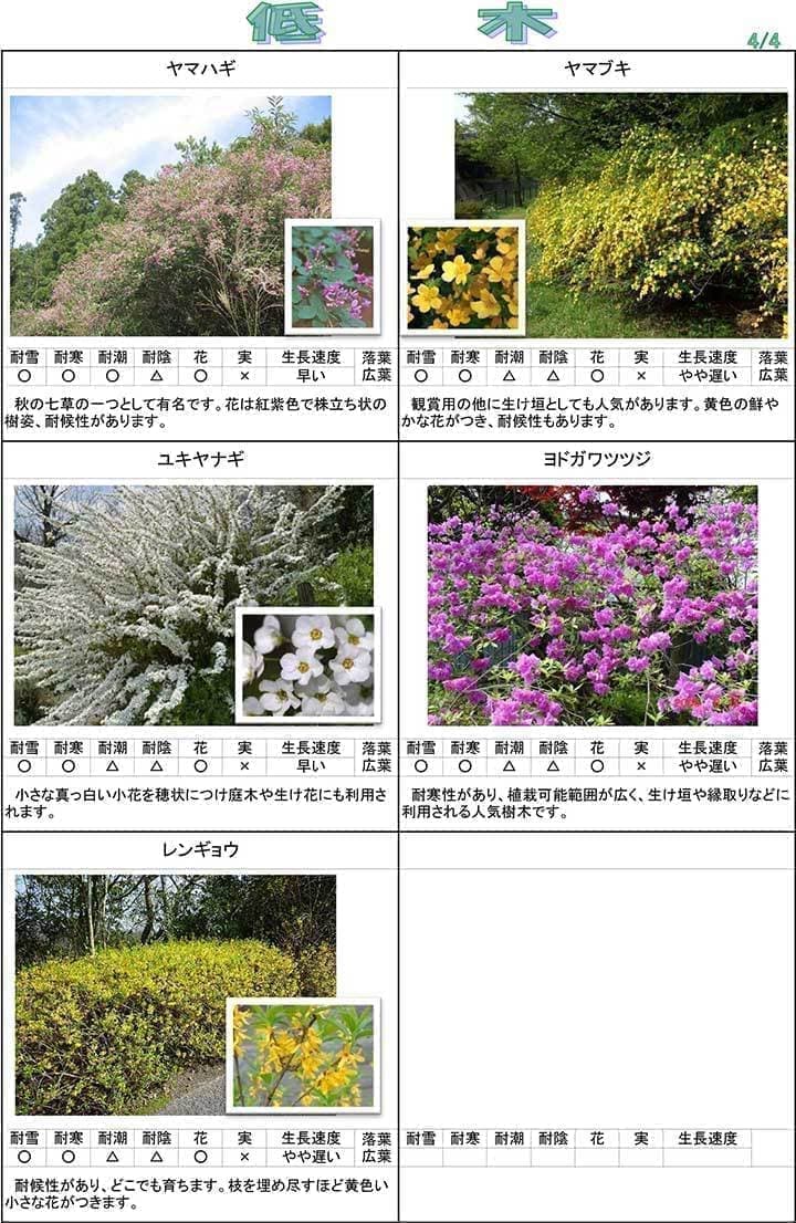 低木４