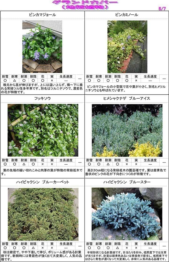 グランドカバー５